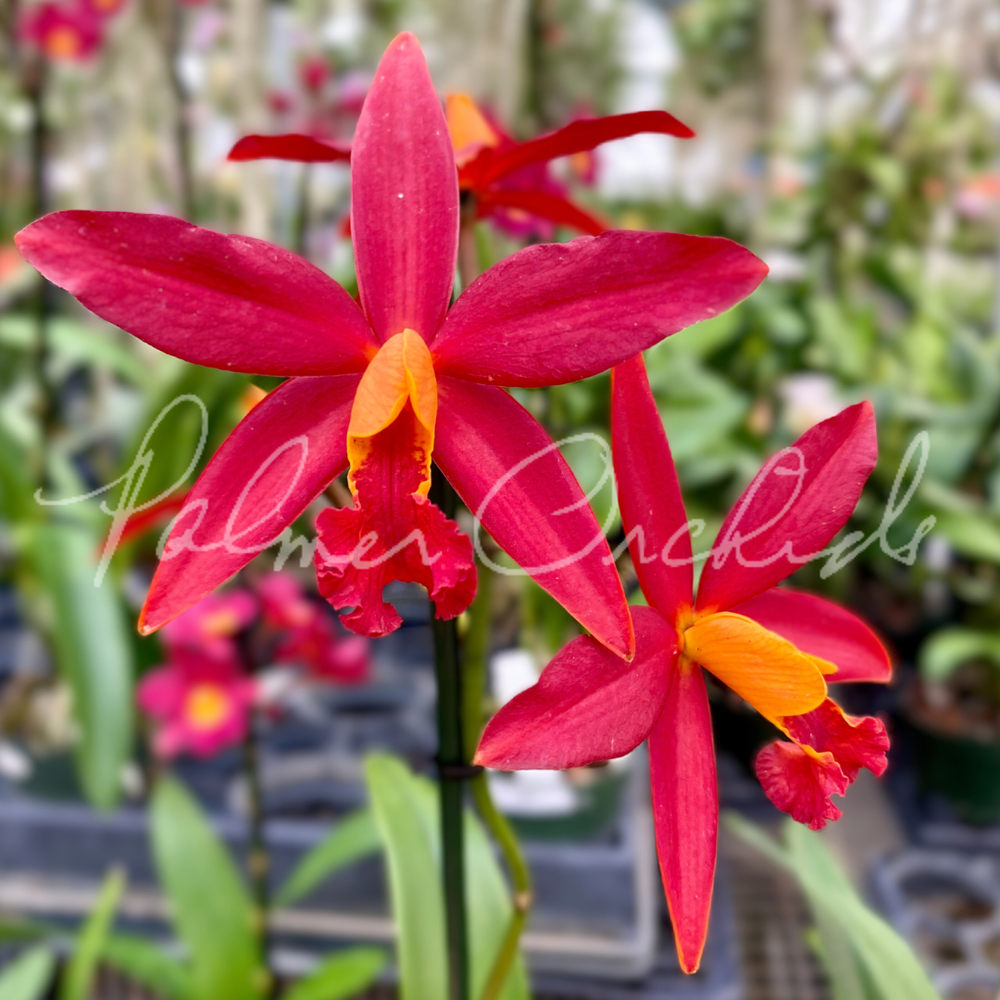 C. Koolau Seagulls — Palmer Orchids